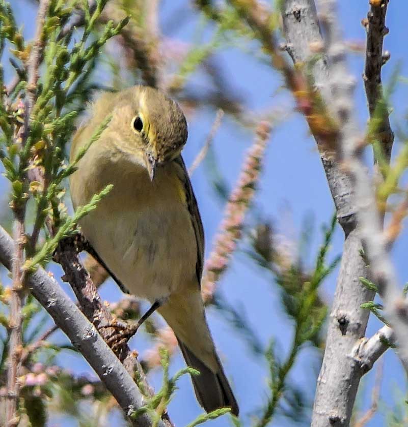 A warbler John can't identify