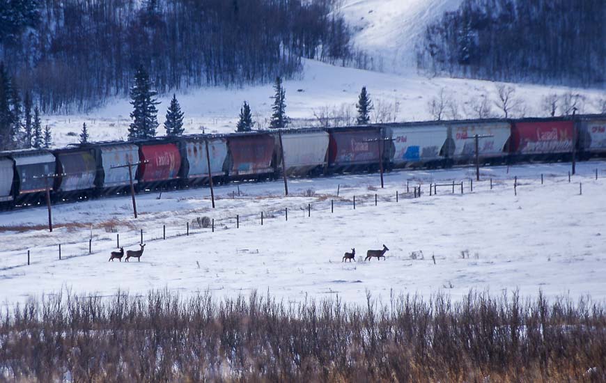 Glenbow Ranch is home to a lot of deer 