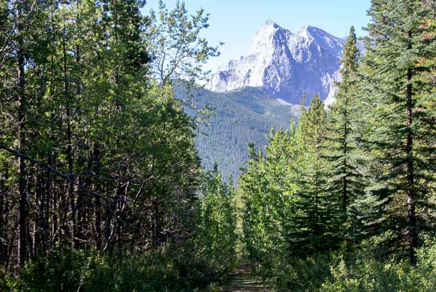 Non-descript walking through trees on old roads for the first hour or so