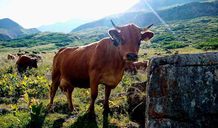 One of the zillions of cows on the Tour du Mont Blanc