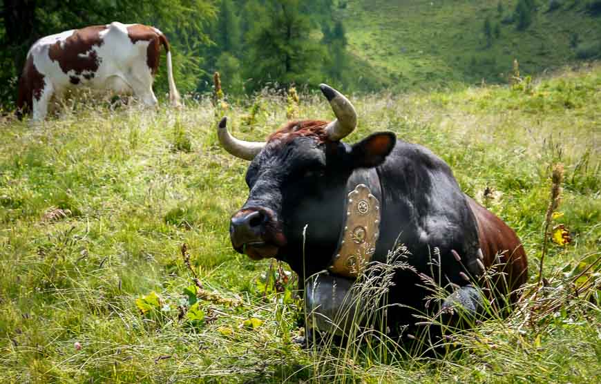 Cow sporting a giant cowbell