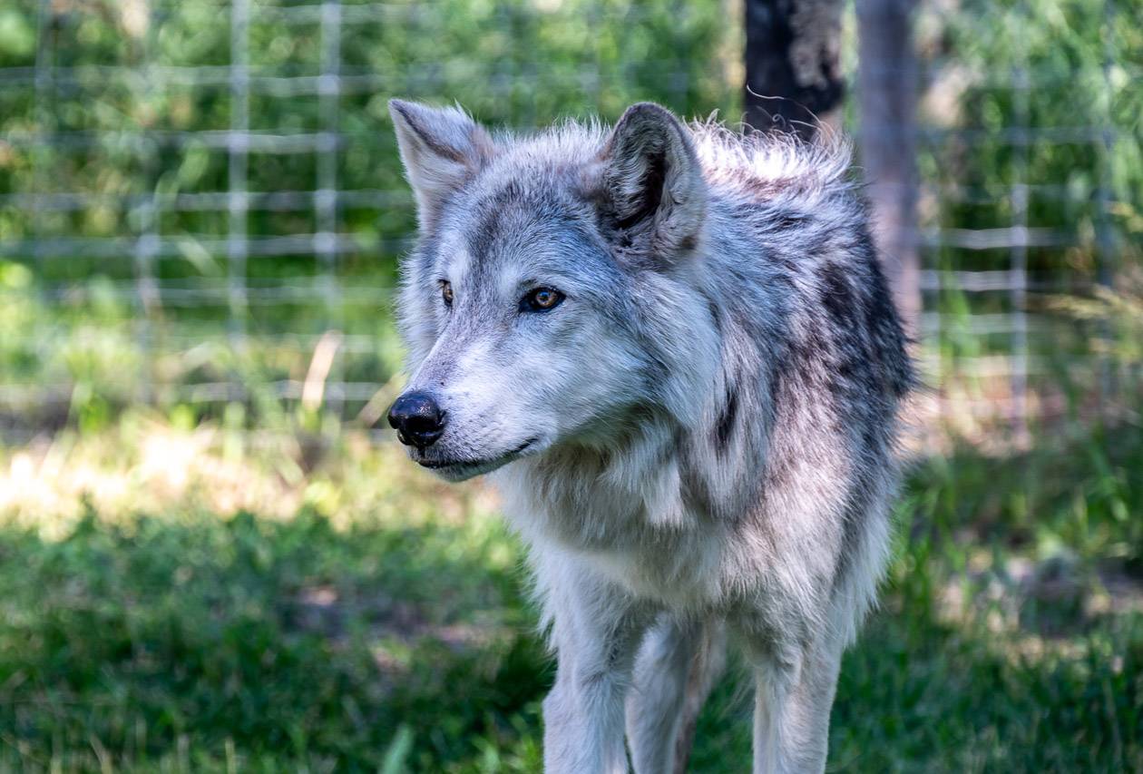 The wolfdogs are well cared for here - with money raised through tours and sales from their shop