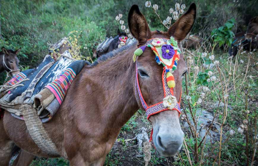 Most of the horses had beautiful halters made for them like this one