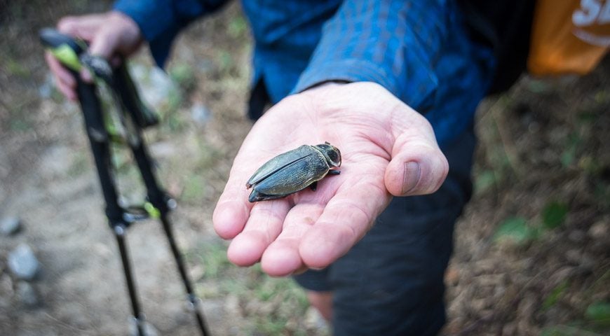 The only big insect we saw on the whole trek