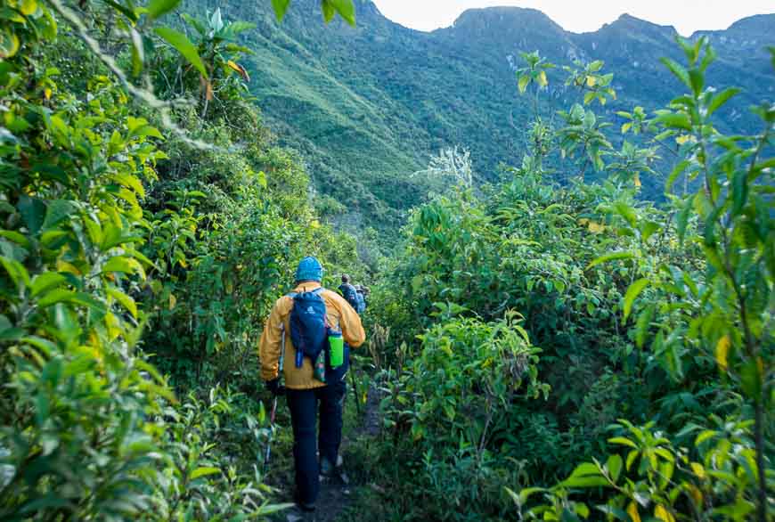 Starting off in dense cloud forest