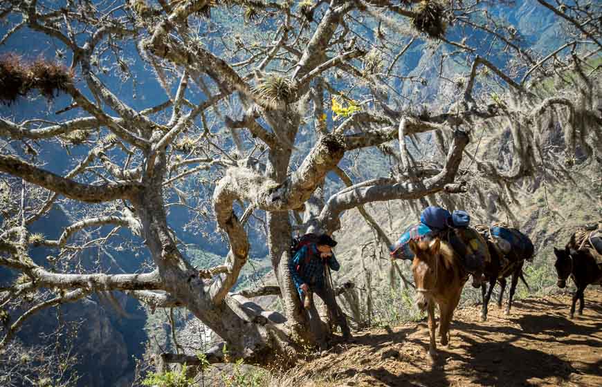 Horses get the right of way on the Choququirao trek