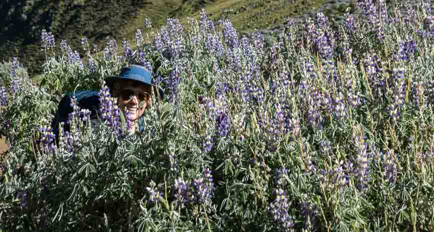 Just me and the lupins