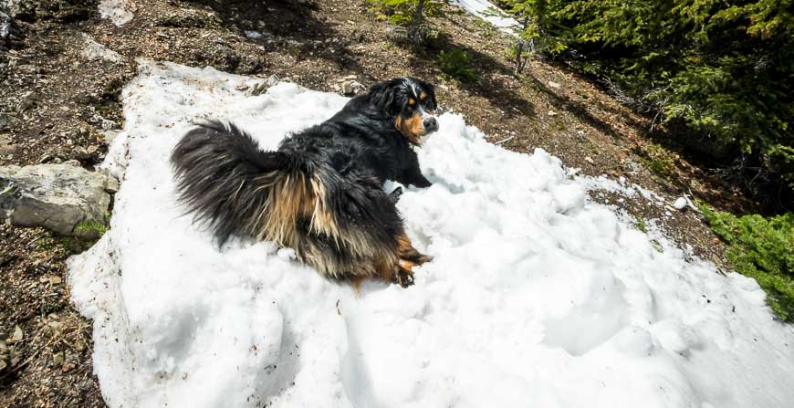 Rosie cooling down in snow