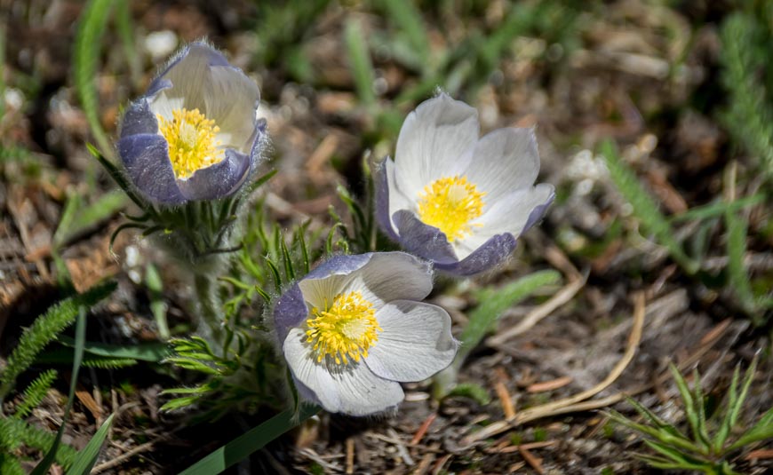 Prairie crocus blooming in June