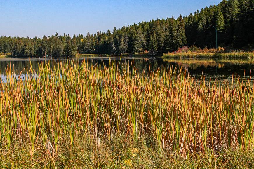 There is beautiful hiking in Cypress Hills Provincial Park