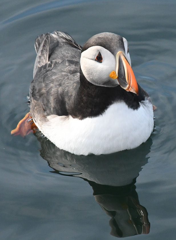 You could spend hours if not days taking puffin photos