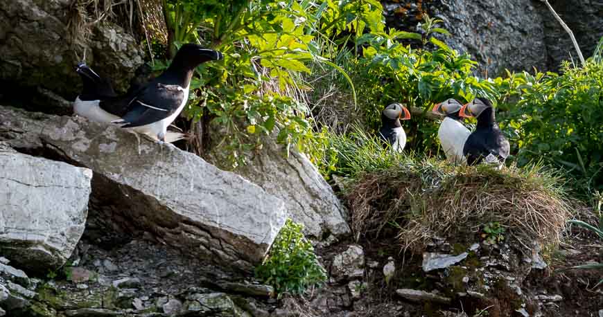 Puffins and razorbills cohabiting on the cliffs on Ile aux Perroquets