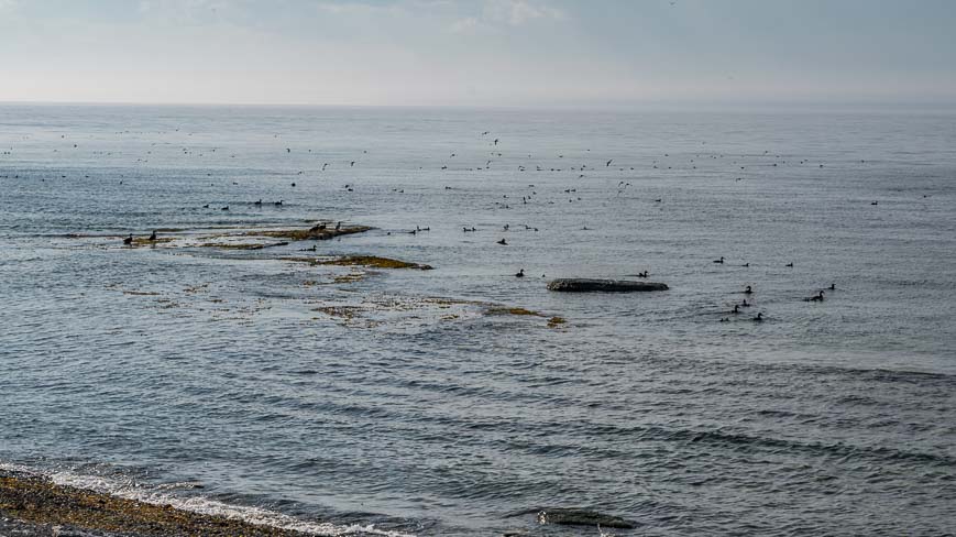 Seabirds galore off the coast of Ile aux Perroquets