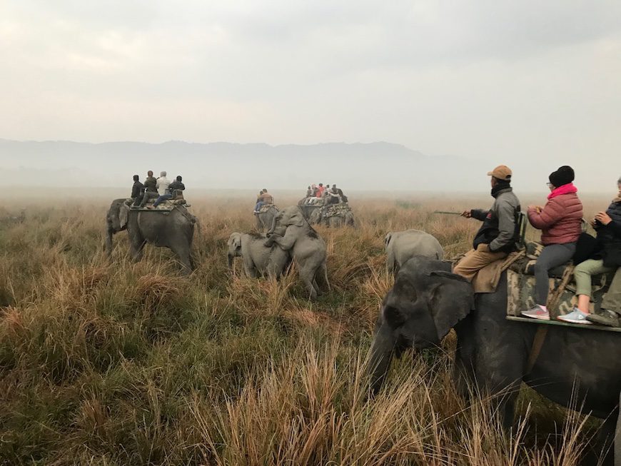 Elephant-back safari in Kaziranga National Park