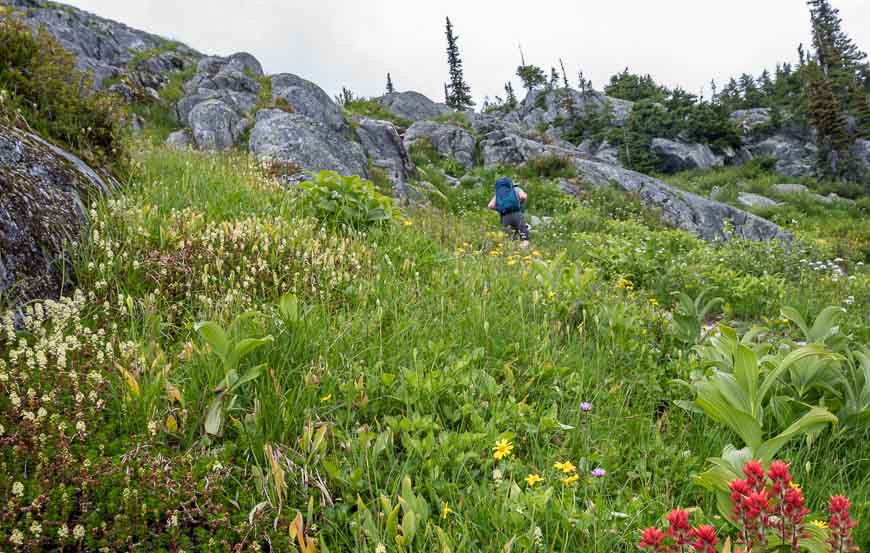 Wildflower display along the Hermit Trail in Glacier National Park BC