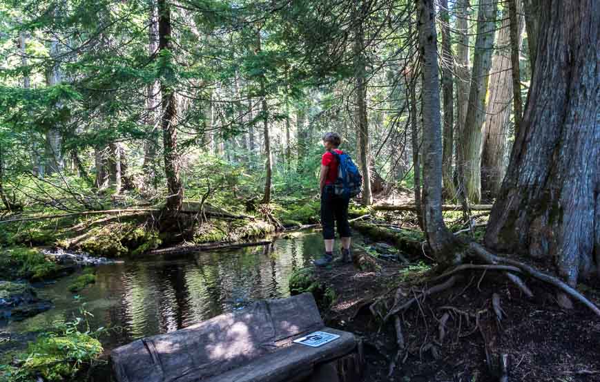 Pretty pond on the Lazy Lizard Trail