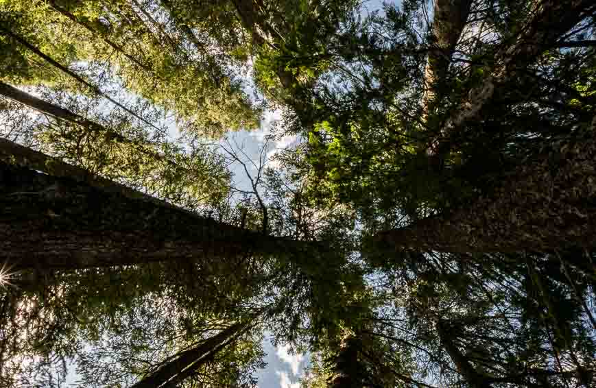 Look up to the tops of massive old growth trees