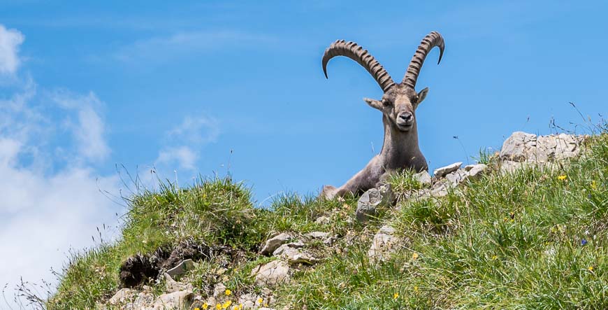 The alpine ibex