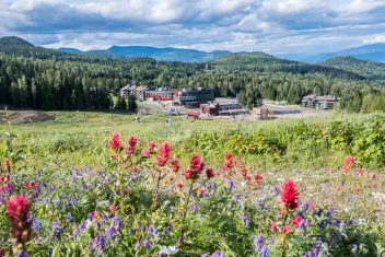 Wildflowers in abundance on the ski slopes in Rossland BC
