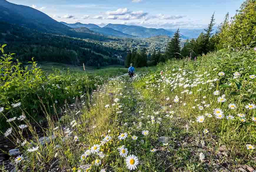 Wildflowers are waist high on the ski slopes in Rossland BC