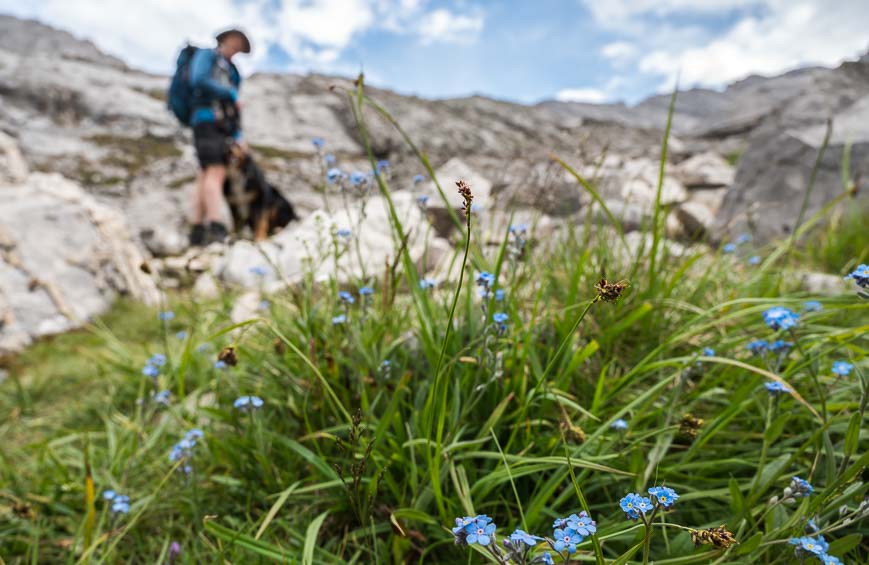  Hiking up to the fourth lake through alpine flowers