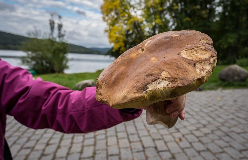 Mushrooming is a thing in this part of Czechia