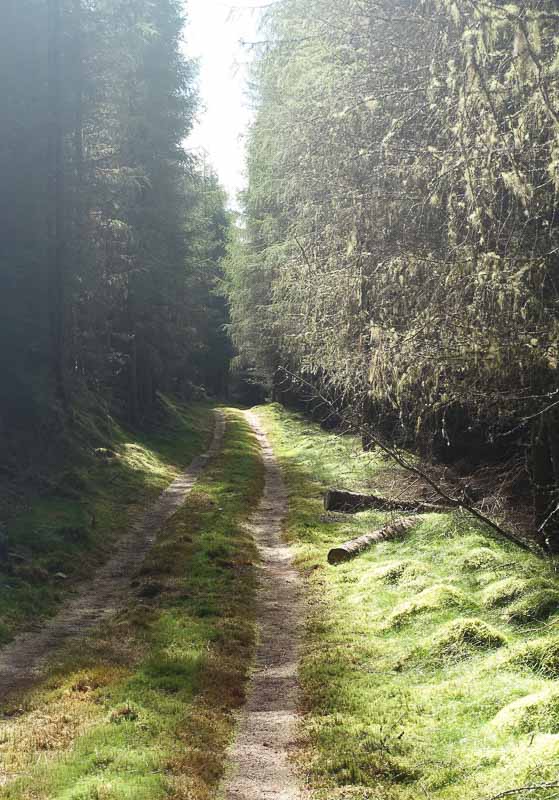 It was damp and rich and smelled of peat and pine along this path