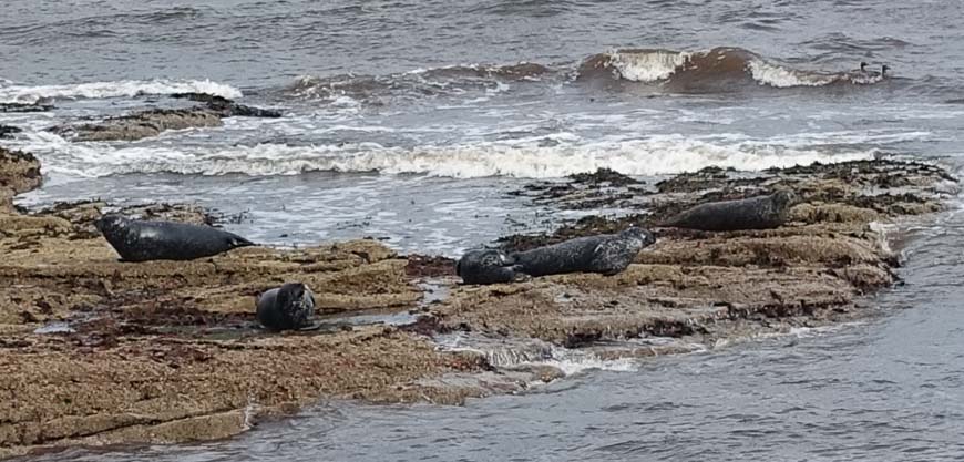 Grey seals and a pair of geese seen on the first day of hiking the Speyside Way