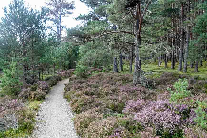 The heather begins