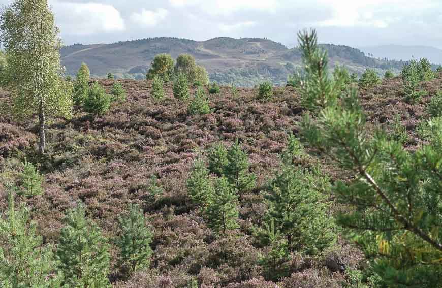 Heather hillside on the Speyside Way trail