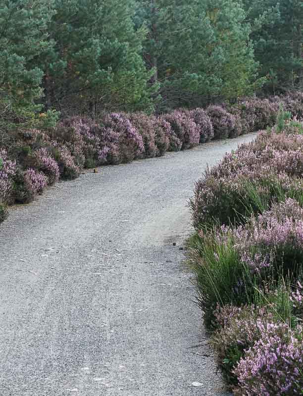 Heather lined trail