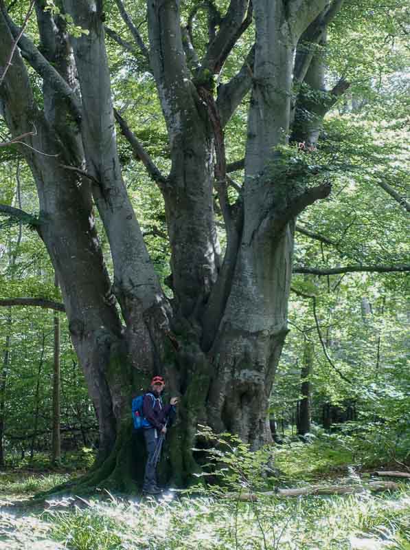 One of many enormous oak trees we'd come across on the Speyside Way