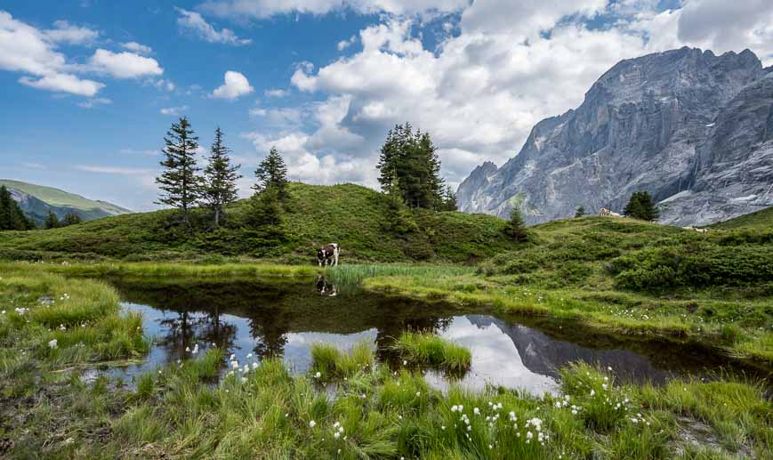 Cow stopped for a drink at a pond along the Via Alpina in Switzerland