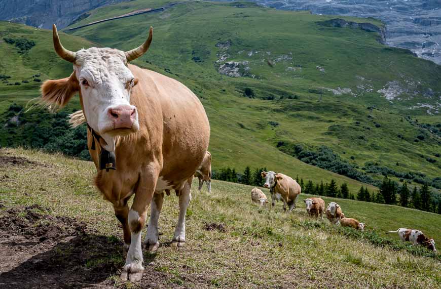 A curious cow on the way to meet us