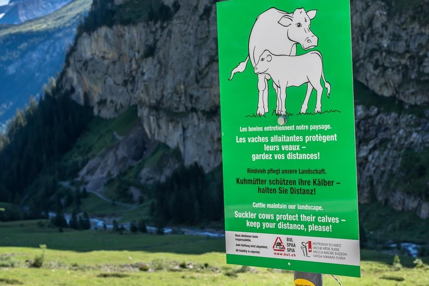 Sign saying beware of the nursing cows on the Via Alpina