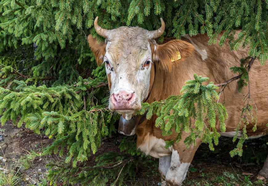 There wasn't a day that we didn't see a cow on the hike