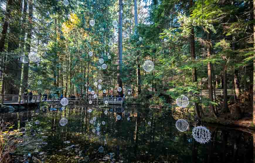 Interesting balls and reflections on a forest walk 