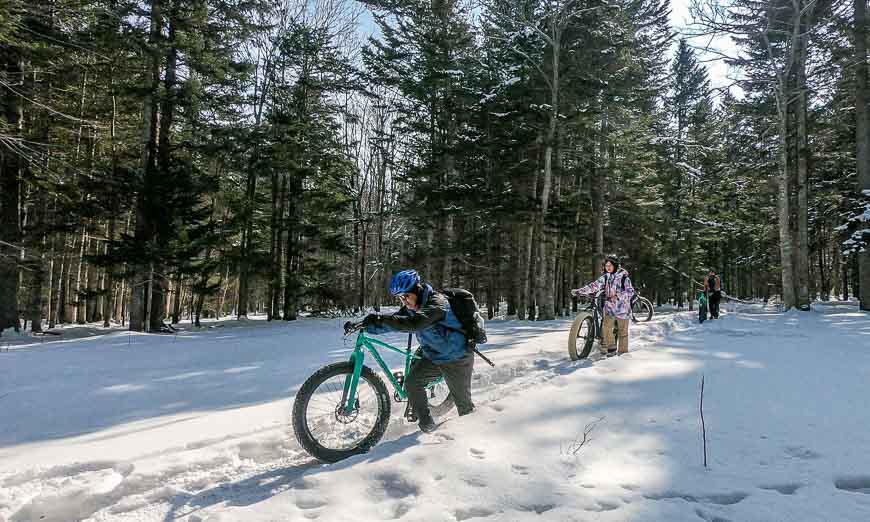 Walking fat tire bikes through the Akan Forest