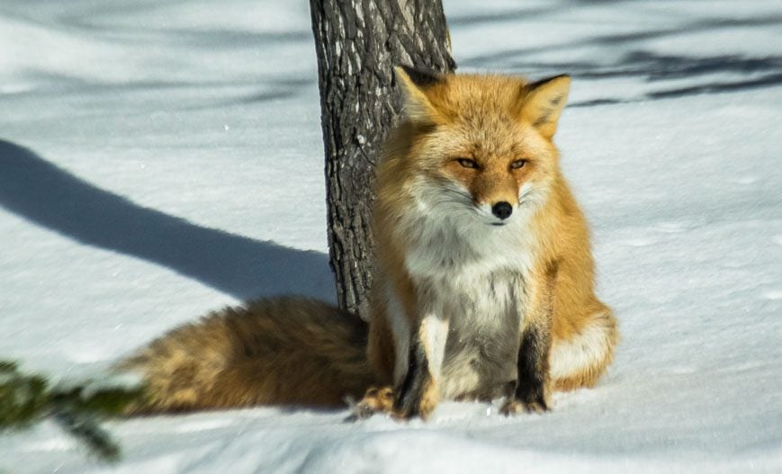 Fox seen snowshoeing in Shiretoko National Park