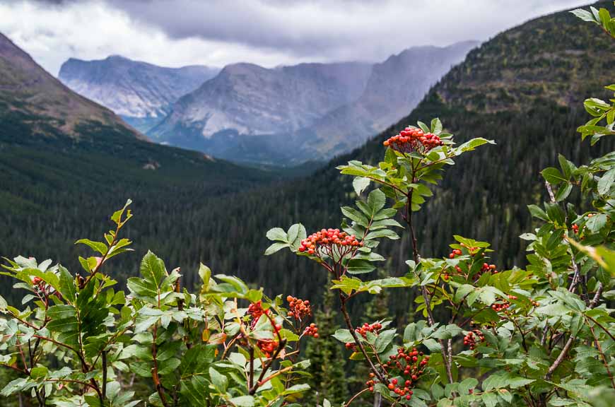 Looking down the valley towards the Many Glacier area