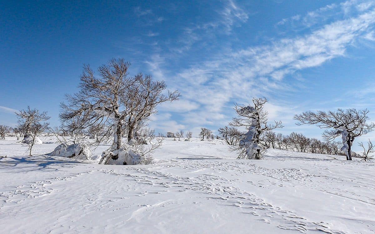Winter is beautiful in Hokkaido at Kiroro Ski Resort