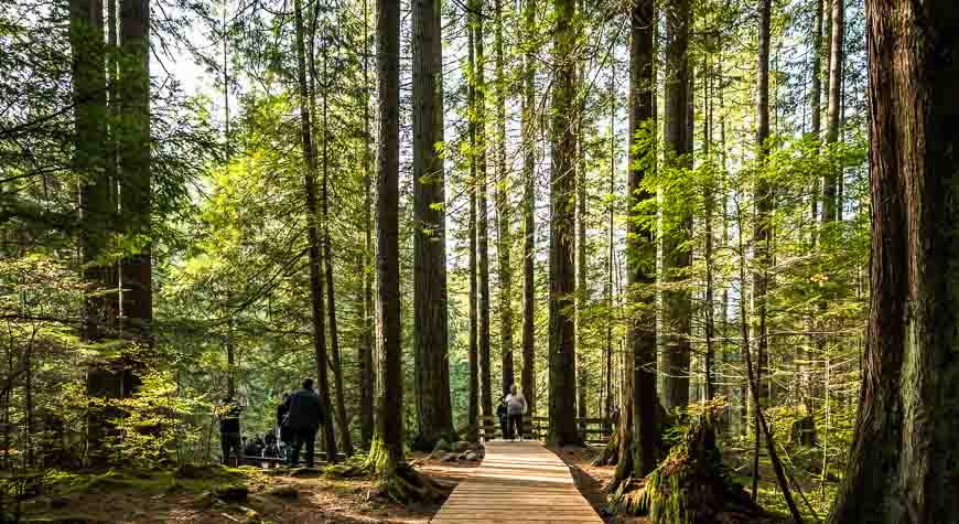 Lovely boardwalk hiking in Lynn Canyon