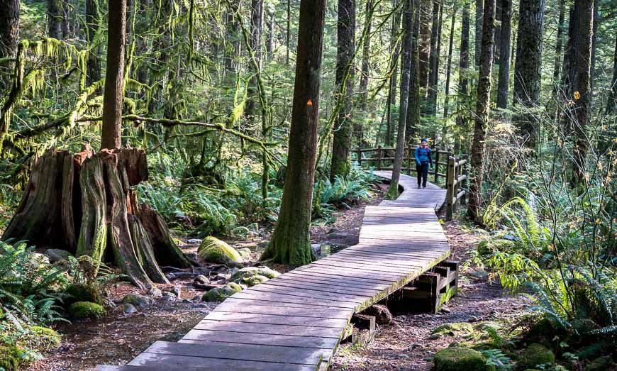 Beautiful hiking among tall trees in Lynn Canyon - one of the things to do in North Vancouver