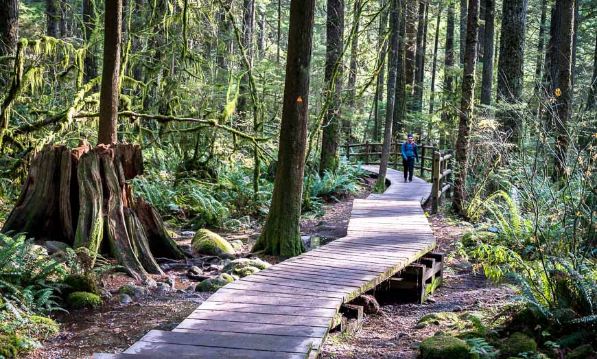 Beautiful hiking among tall trees in Lynn Canyon