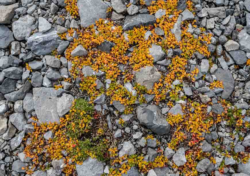 Blast of yellow groundcover on a fall hike to Elbow Lake & Rae Glacier