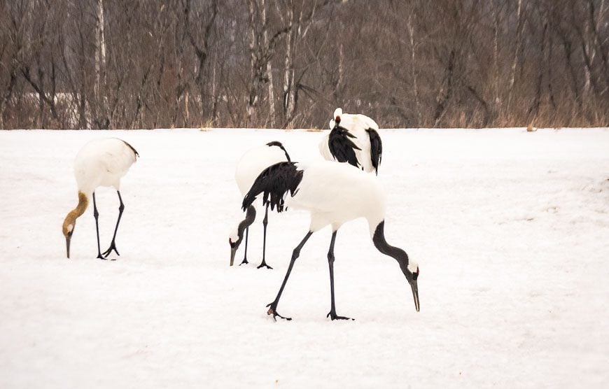 Tancho cranes are endlessly interesting to photograph