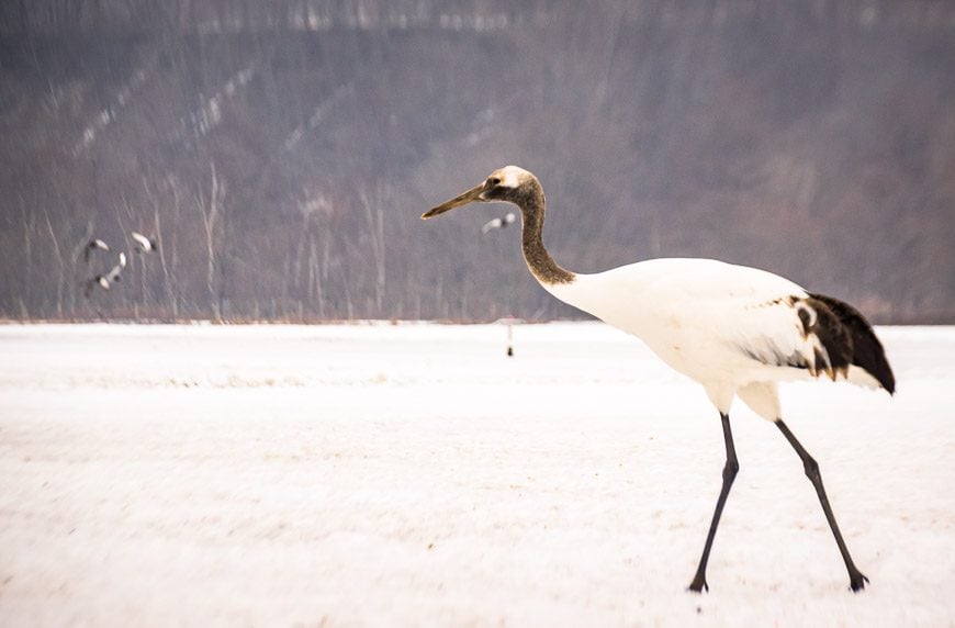 Seeing the beautiful Tancho crane is very dool