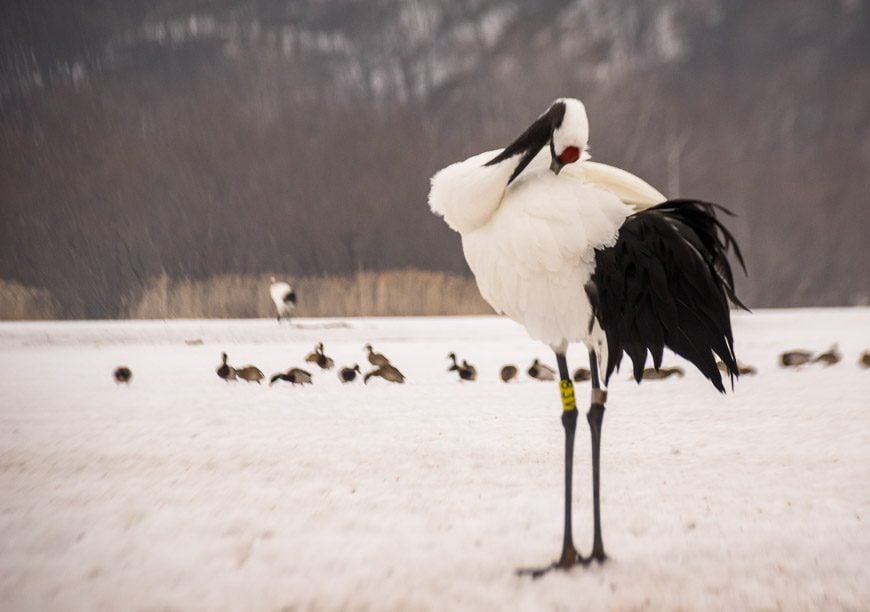 A male Tancho crane