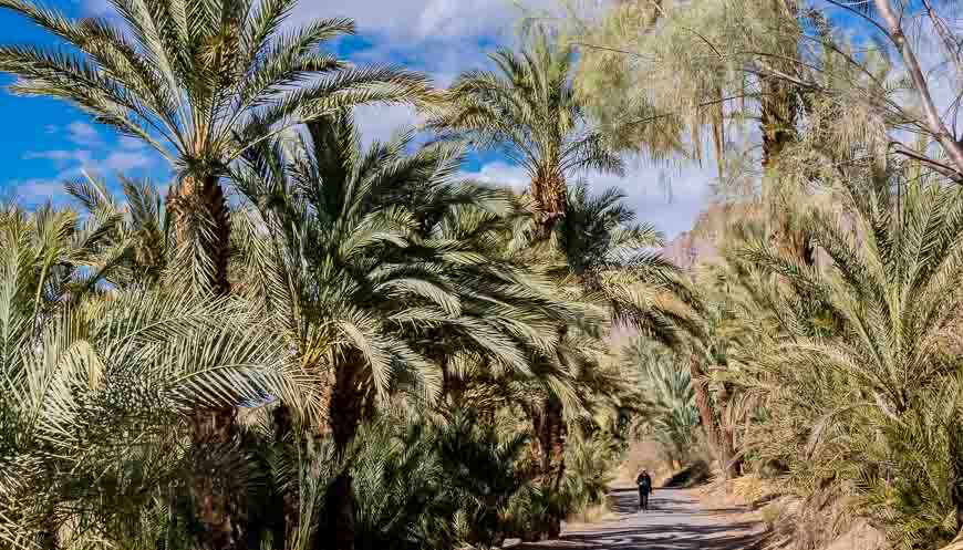 Palm trees in the Draa Valley