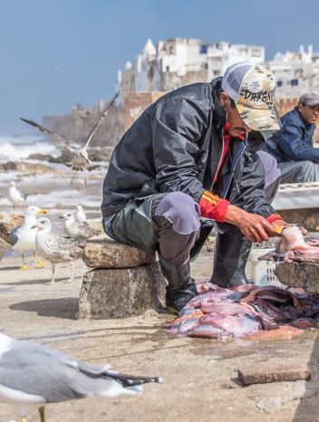 Fisherman busy gutting fish